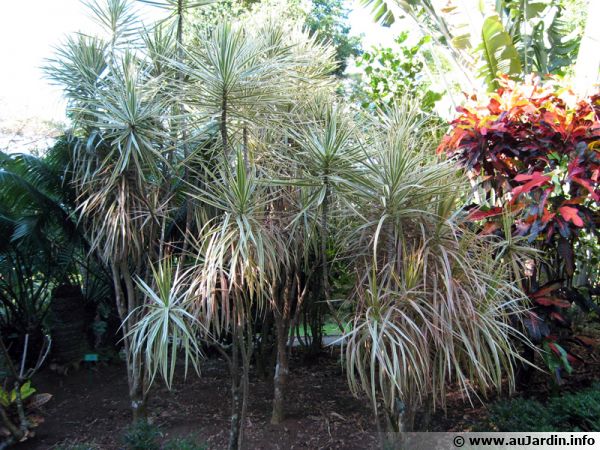 Dracena dracaena marginata