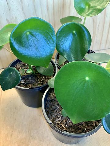 Planta exceso agua peperomia