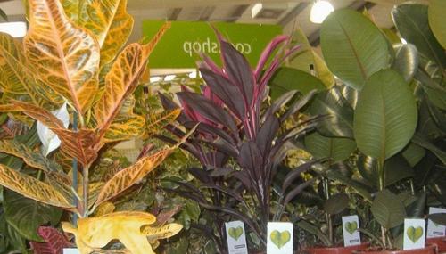 Tierra para el croton planta