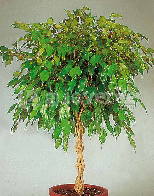 Como regar el ficus benjamina
