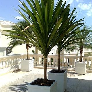 Dracena arborea cuidados