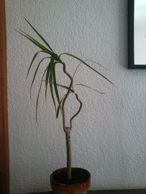 Dracena tronco blanco