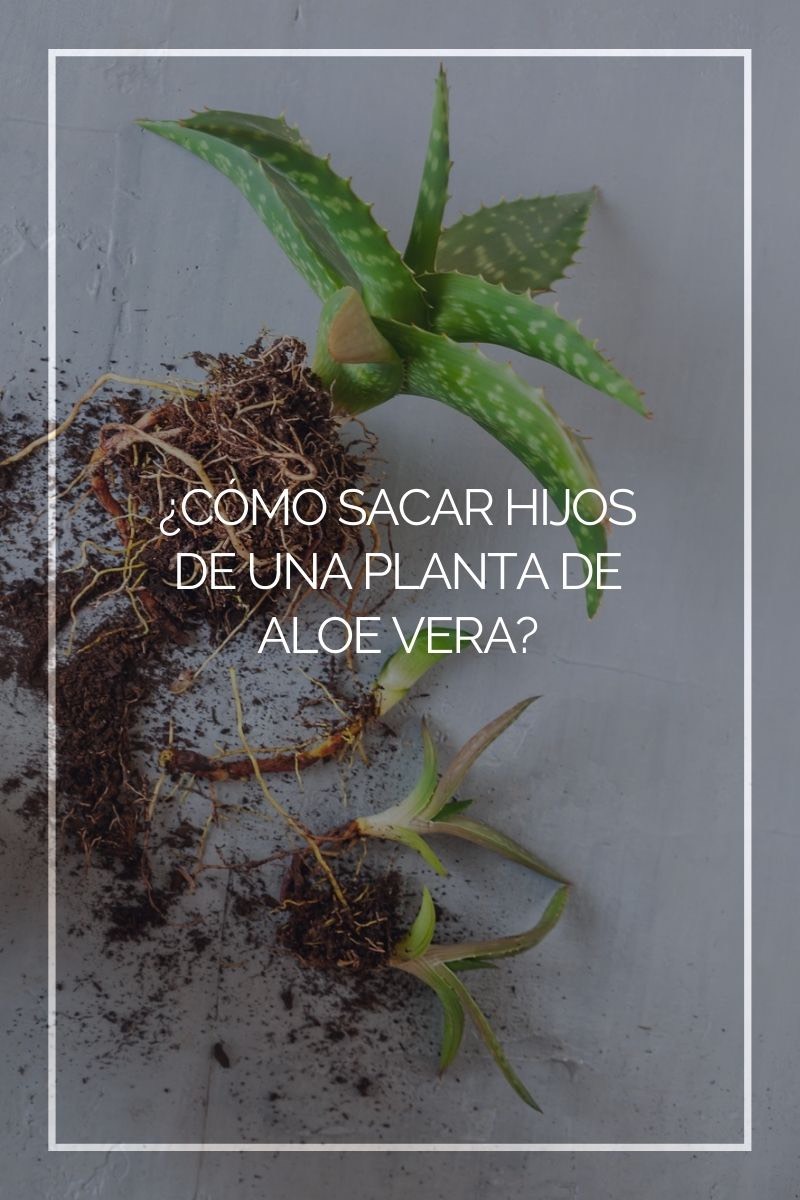 Como hacer nuevas plantas de aloe vera