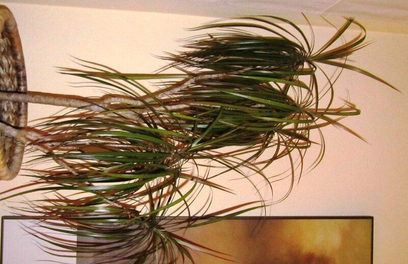 Dracena marginata no tiene cogollo