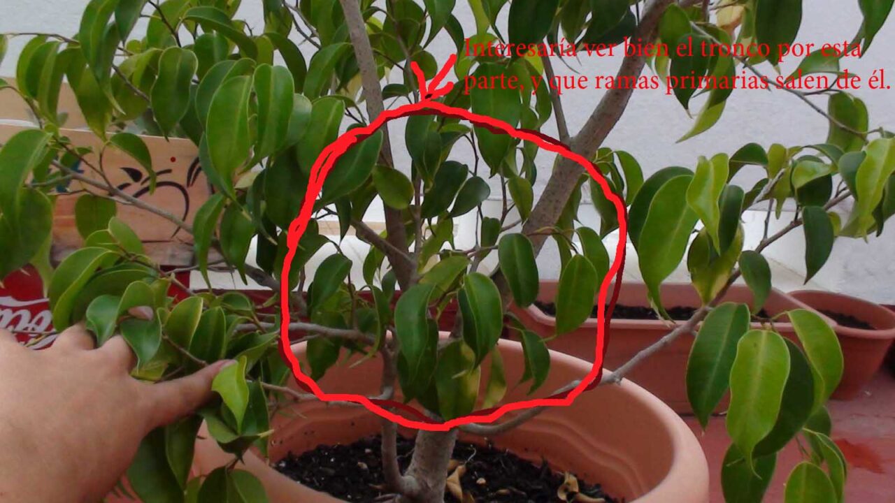 Ficus benjamina tronco trenzado copa desparramada forma de poda