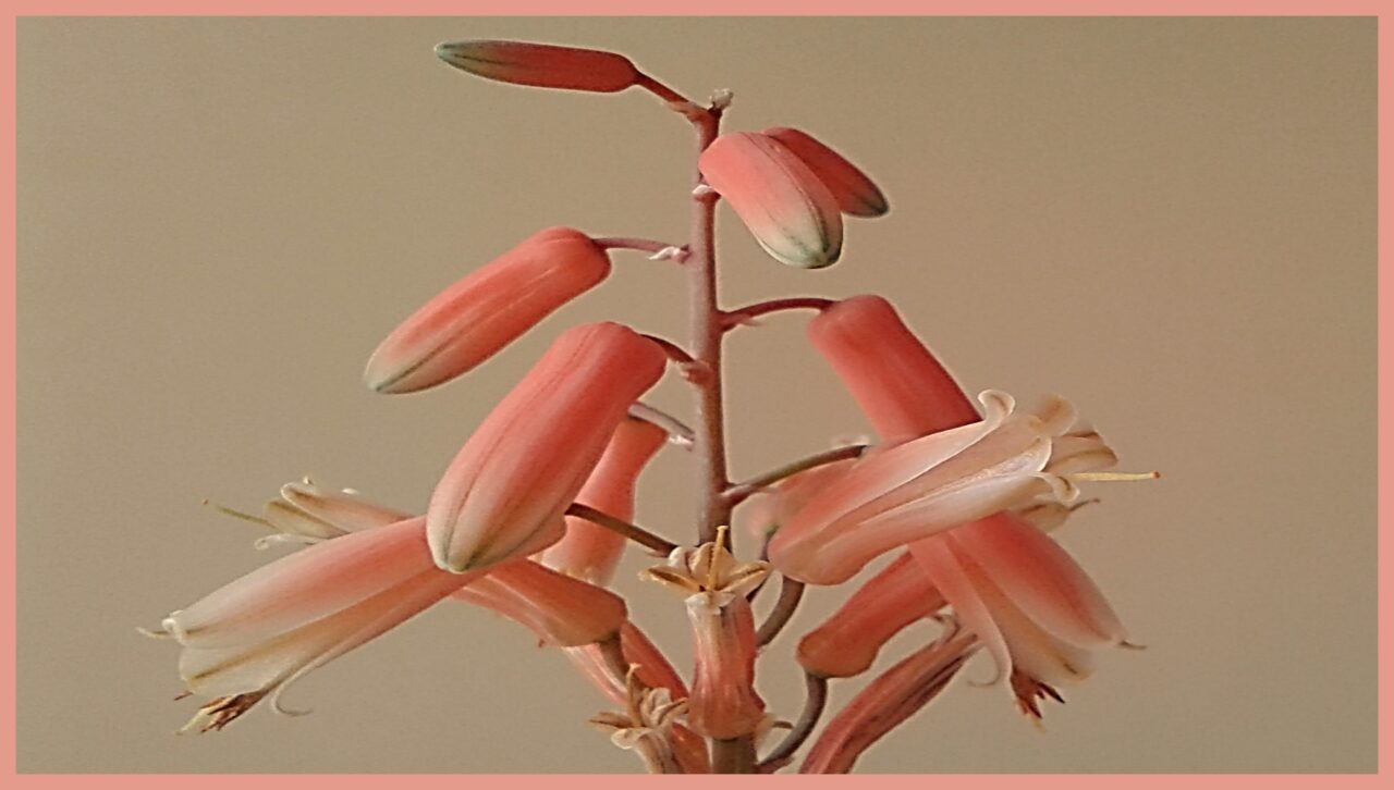 Flor de aloe vera significado