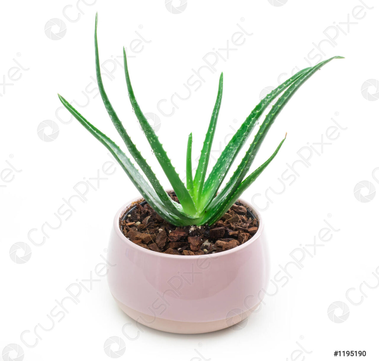 Planta suculenta aloe vera