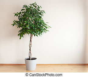 Dibujos de ficus benjamina para colorear entero