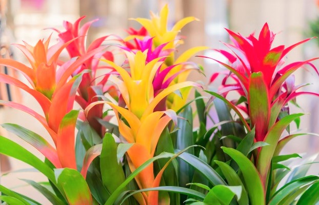 Flor bromelia fotos