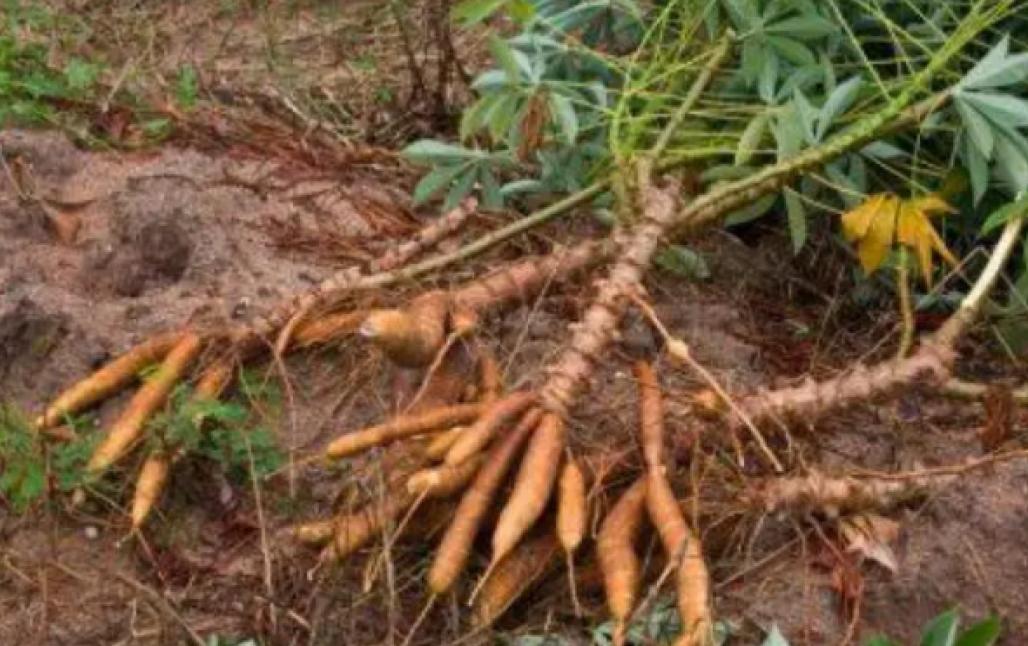 Raiz de yuca para que sirve
