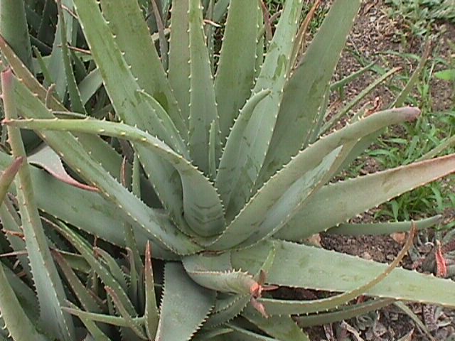 Como cortar las hojas de aloe vera