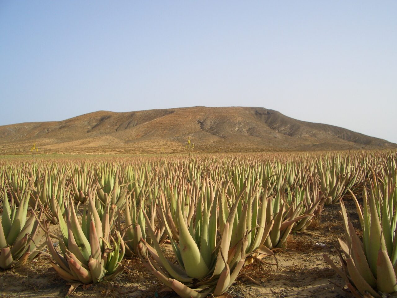 Aloe vera fuerteventura morro jable