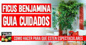 Guia para el cuidado del ficus benjamina
