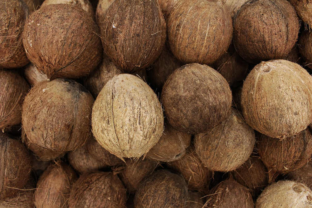 Suelo cocotero acido