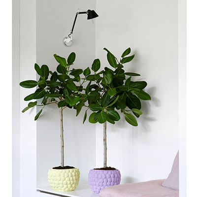 Ficus benjamina toxico para perros