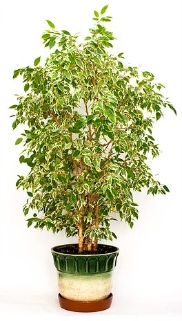 Viveros de ficus benjamina
