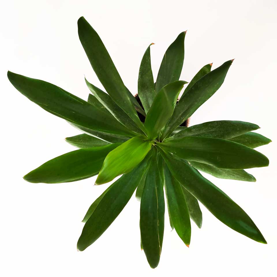 Dracena robusta cuidados