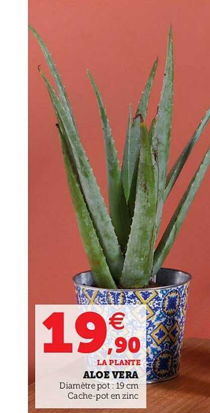 Como se cuida la aloe vera