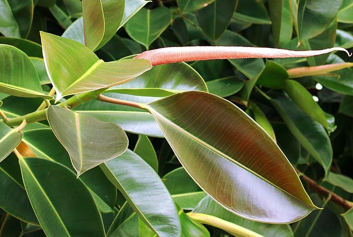 Ficus benjamina exterior riego