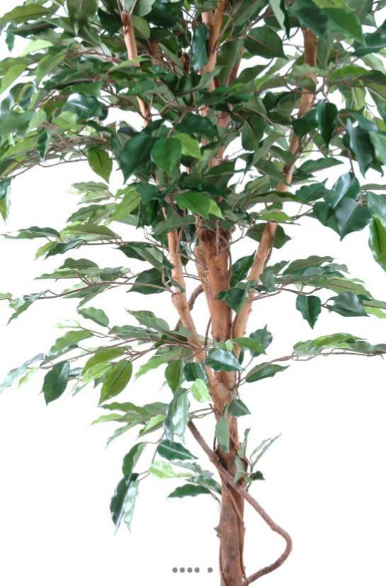 Ficus benjamina natural