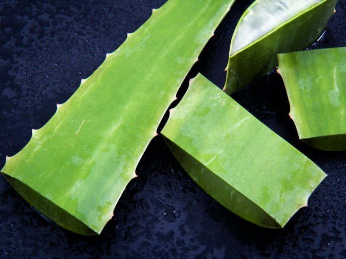 Que hacer con hojas de aloe vera