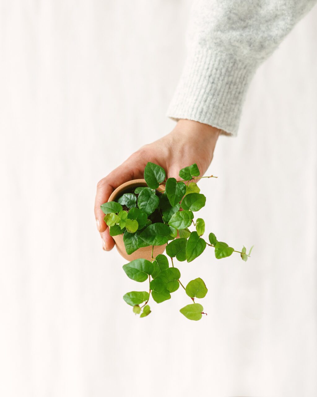 Donde comprar ficus pumila awkeotsang