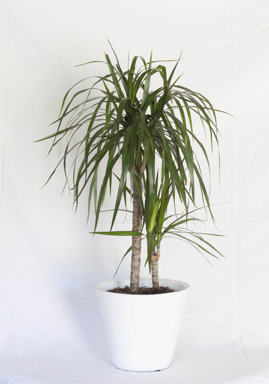 Dracena necesita luz
