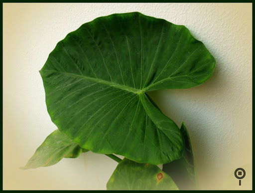 Planta llamada costilla de adan