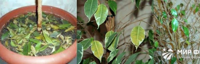 Manchas como gusanos en hojas de ficus benjamina fotos