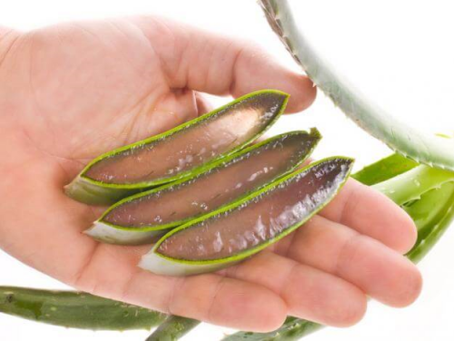 Aloe vera para la tos