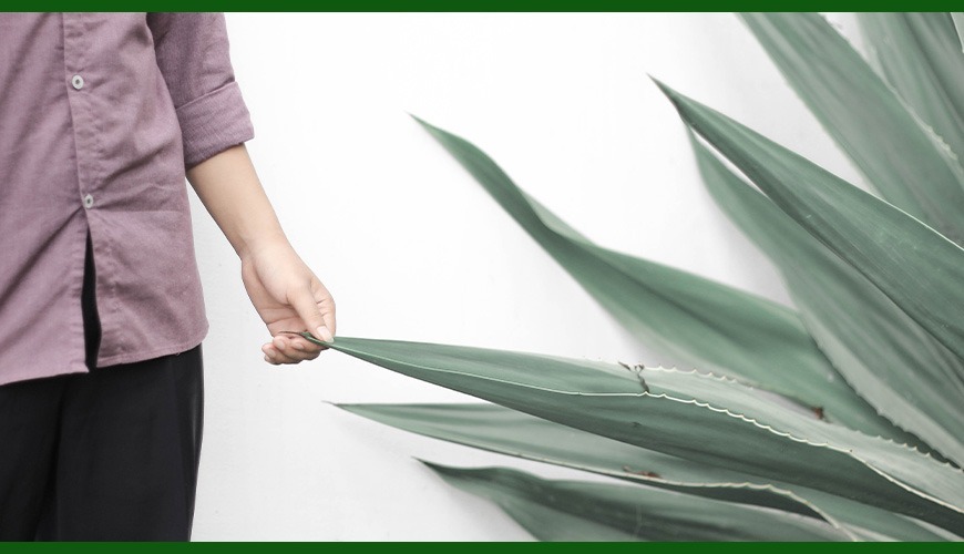El aloe vera puro es bueno para la cara