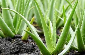 Aloe vera artritis reumatoide