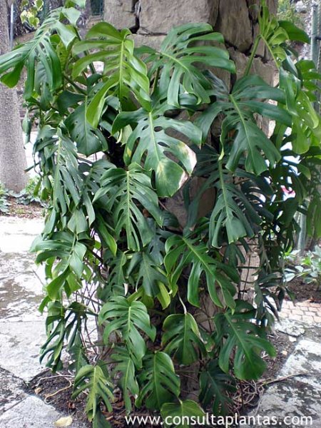 Philodendron costilla de adan
