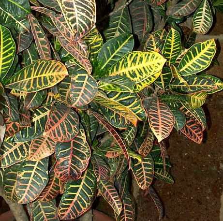 Croton cada cuanto echar agua