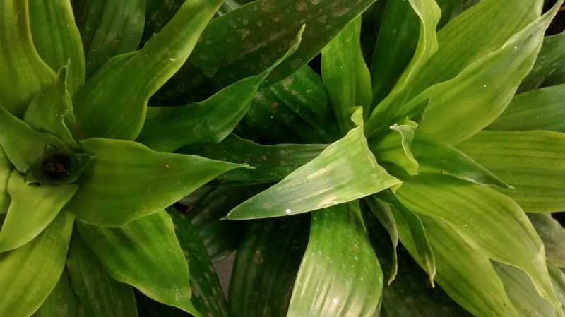 Dracena compacta con puntas marrones