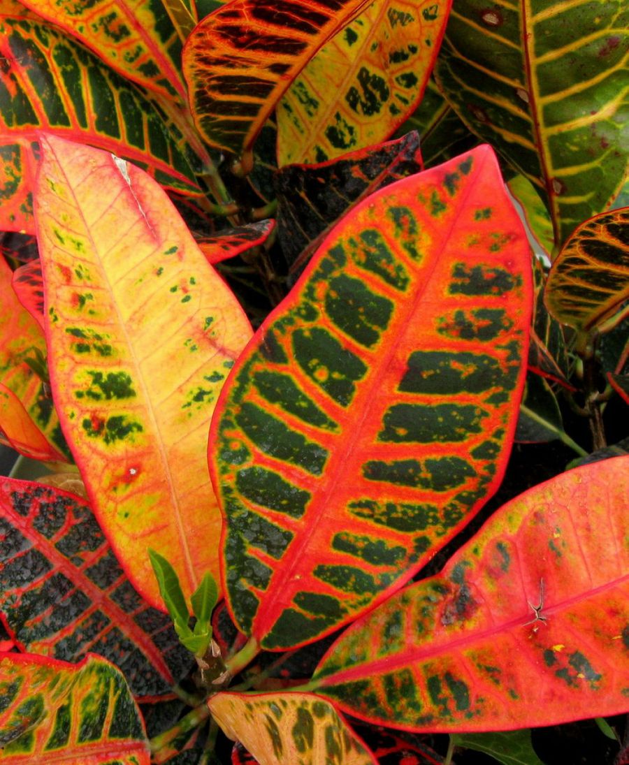 Croton fideo nombre cientifico