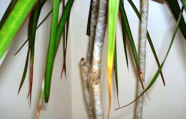 Hojas de dracena