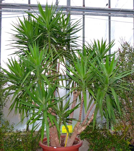 Yuca de exterior