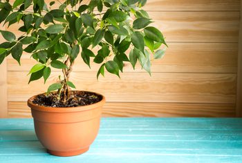 Ficus benjamina babilatos bonsai