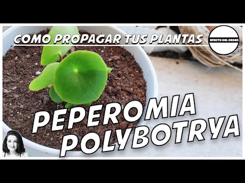 Esquejes por hojas de planta peperomia