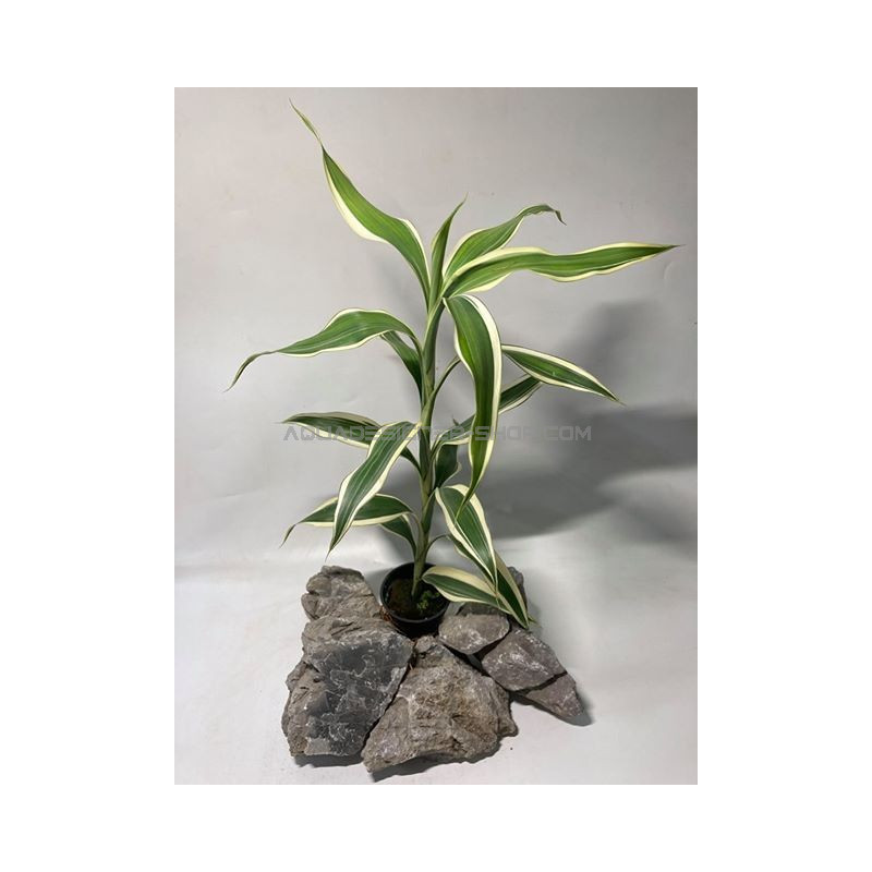 Dracena warneckii 2 m