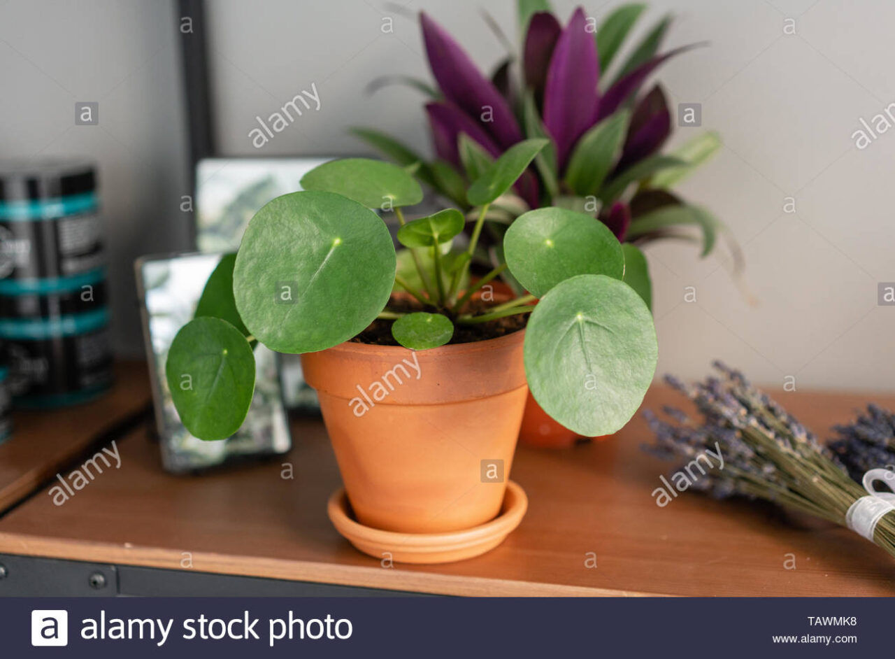 Planta del dinero china comprar