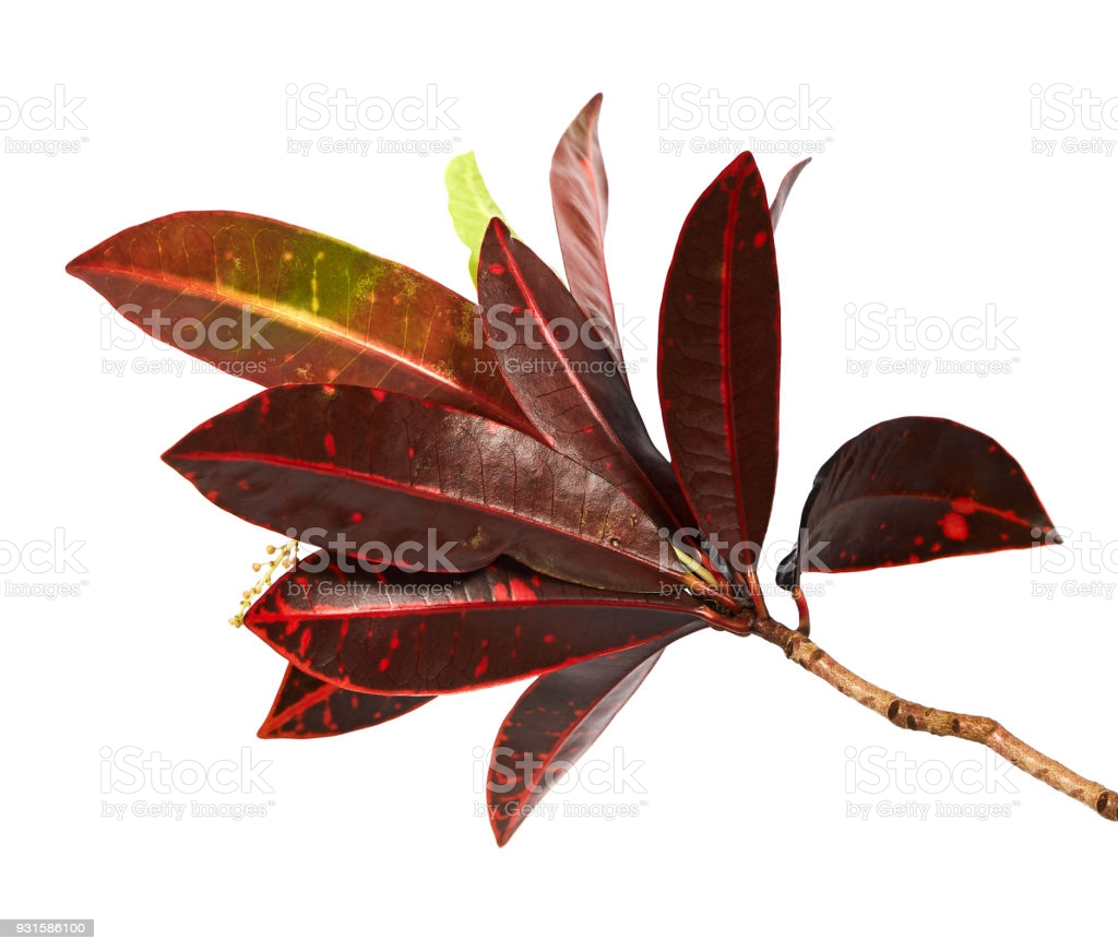 Hojas de croton