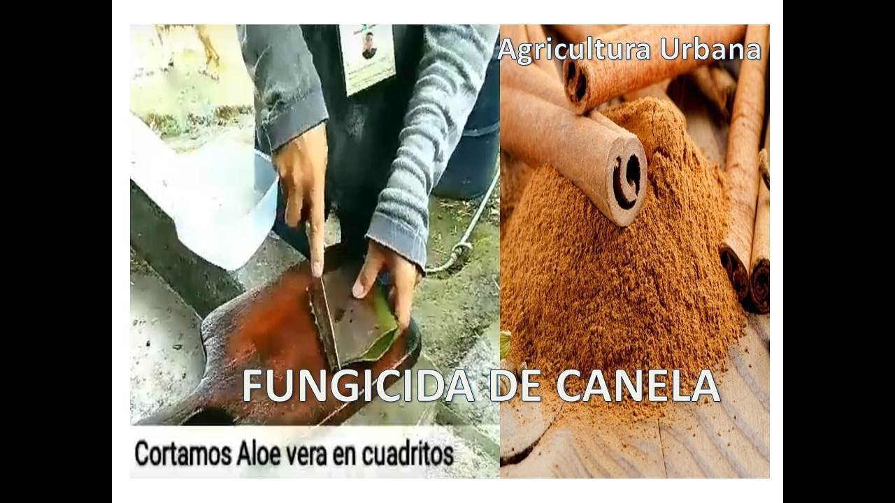 Aloe vera como insecticida