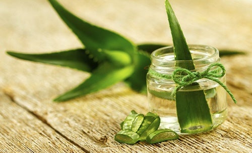 Se puede plantar aloe vera sin raiz