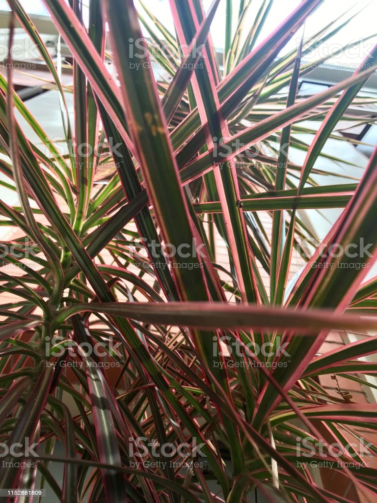 Dracena marginata foto