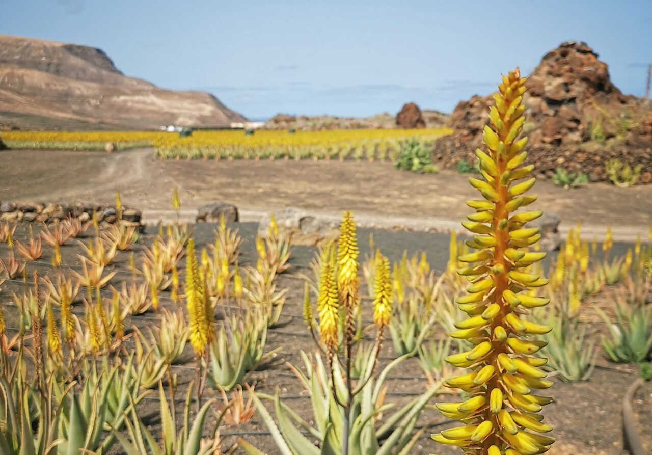 Aloe vera comestible propiedades