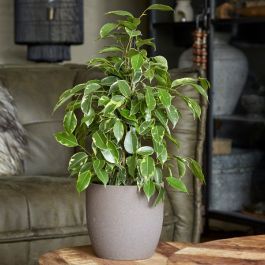 Ficus benjamina danita