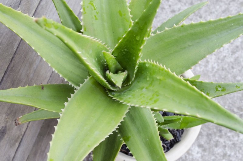 Aloe vera significado espiritual