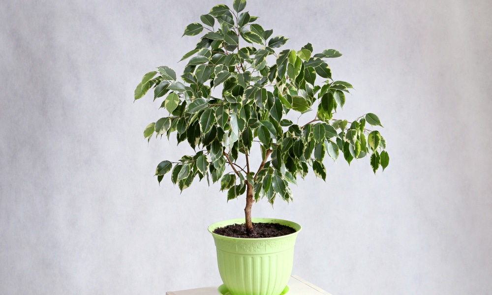 Ficus benjamina latex
